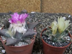 Ariocarpus confusus PP 420 Aramberi NL 6,5 cm Cites IA - 12409599