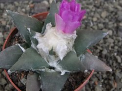 Ariocarpus confusus PP 420 Aramberi NL 8 cm Cites IA - 12409600