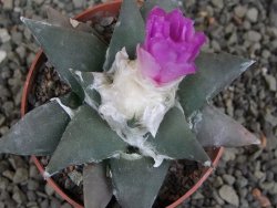 Ariocarpus confusus PP 420 Aramberi NL 8 cm Cites IA - 12409601