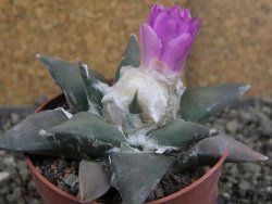 Ariocarpus confusus PP 420 Aramberi NL 8 cm Cites IA