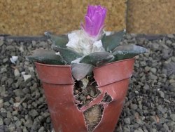 Ariocarpus confusus PP 420 Aramberi NL 8 cm Cites IA - 12409603