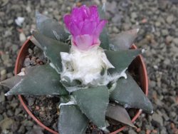 Ariocarpus confusus PP 420 Aramberi NL 8 cm Cites IA - 12409604