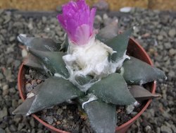 Ariocarpus confusus PP 420 Aramberi NL 8 cm Cites IA - 12409605