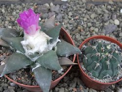 Ariocarpus confusus PP 420 Aramberi NL 8 cm Cites IA - 12409606