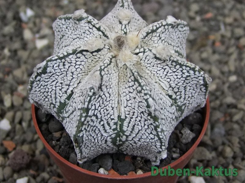Astrophytum Z Jasenné pot 6,5 cm - 12409617
