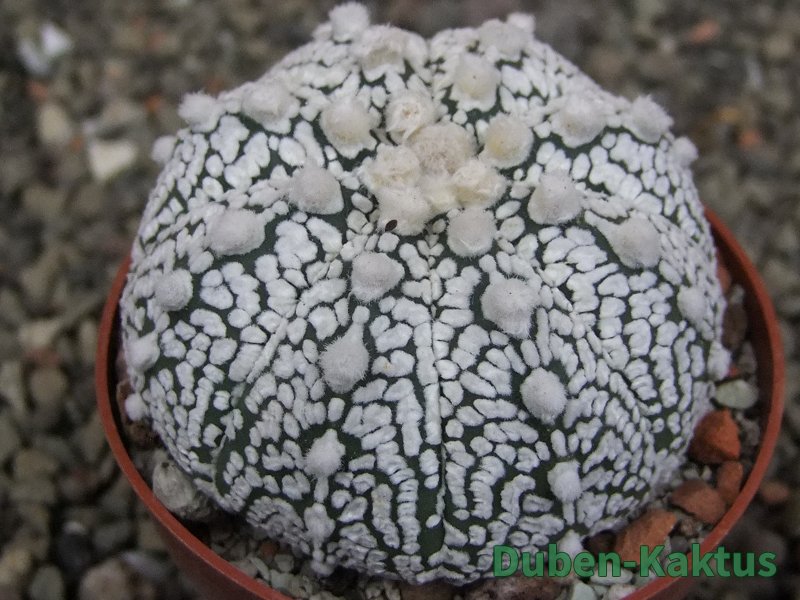 Astrophytum Z Jasenné pot 6,5 cm - 12409624