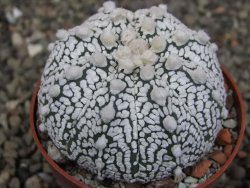Astrophytum Z Jasenné pot 6,5 cm