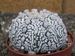Astrophytum Z Jasenné pot 6,5 cm - 12409628