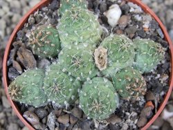 Tephrocactus subteraneus Quiaca, pot 6,5 cm - 12409630
