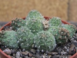 Tephrocactus subteraneus Quiaca, pot 6,5 cm - 12409631