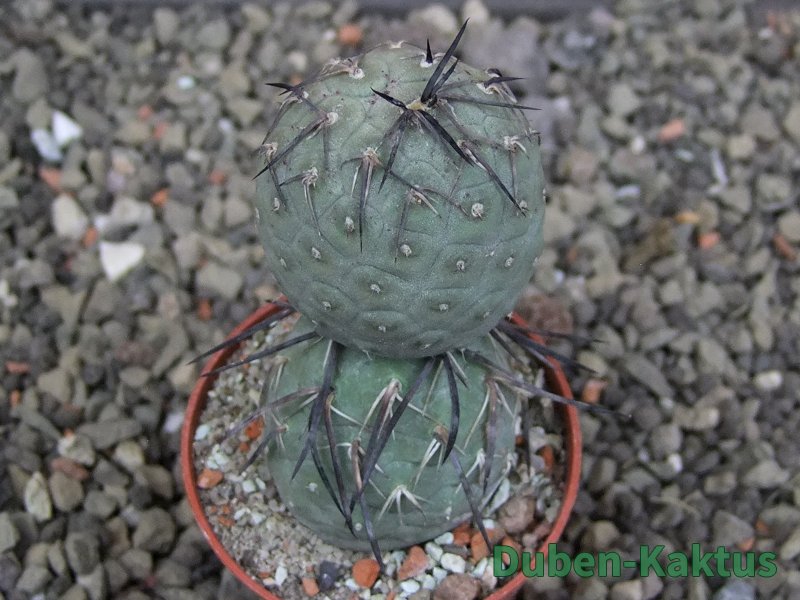 Tephrocactus geometricus pot 5,5 cm - 12409632