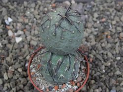 Tephrocactus geometricus pot 5,5 cm
