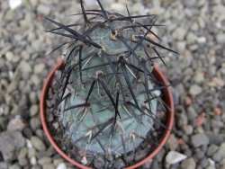 Tephrocactus geometricus pot 5,5 cm