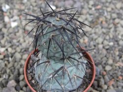 Tephrocactus geometricus pot 5,5 cm - 12409639
