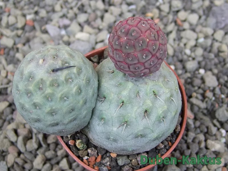Tephrocactus geometricus pot 5,5 cm - 12409640