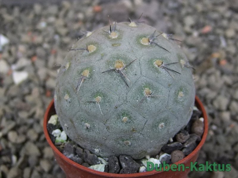 Tephrocactus geometricus pot 5,5 cm - 12409644