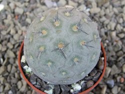 Tephrocactus geometricus pot 5,5 cm - 12409645