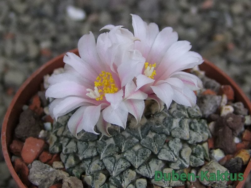 Ariocarpus kotschoubeyanus albiflorus Tula pot 6,5 cm - 12409648