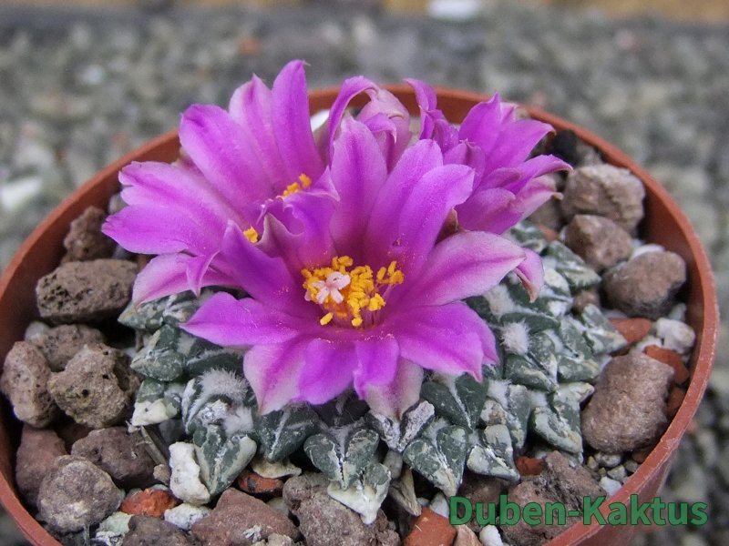 Ariocarpus kotschoubeyanus sladkovskii Rio Verde pot 6,5 cm - 12409654