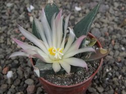 Ariocarpus confusus LH 471 La Escondida, NL pot 5,5 cm Cites IA