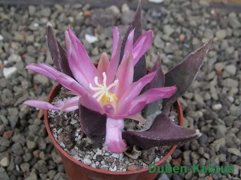 Ariocarpus confusus LH 471 La Escondida, NL pot 5,5 cm Cites IA - 12409661