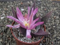 Ariocarpus confusus LH 471 La Escondida, NL pot 5,5 cm Cites IA