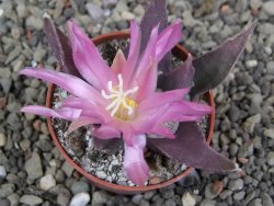 Ariocarpus confusus LH 471 La Escondida, NL pot 5,5 cm Cites IA - 12409662