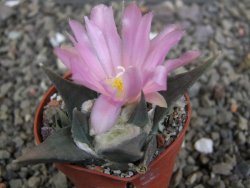 Ariocarpus confusus LH 471 La Escondida, NL pot 5,5 cm Cites IA