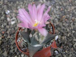 Ariocarpus confusus LH 471 La Escondida, NL pot 5,5 cm Cites IA - 12409666