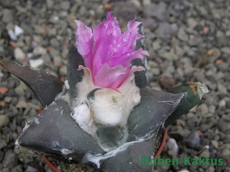 Ariocarpus confusus LH 471 La Escondida, NL pot 5,5 cm Cites IA - 12409669