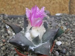 Ariocarpus confusus LH 471 La Escondida, NL pot 5,5 cm Cites IA - 12409670