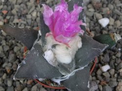 Ariocarpus confusus LH 471 La Escondida, NL pot 5,5 cm Cites IA - 12409671