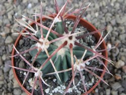 Echinocactus parryi Ciudad Juarez, pot 6,5 cm - 12409674