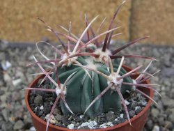 Echinocactus parryi Ciudad Juarez, pot 6,5 cm - 12409675