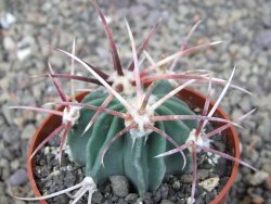 Echinocactus parryi Ciudad Juarez, pot 6,5 cm - 12409677