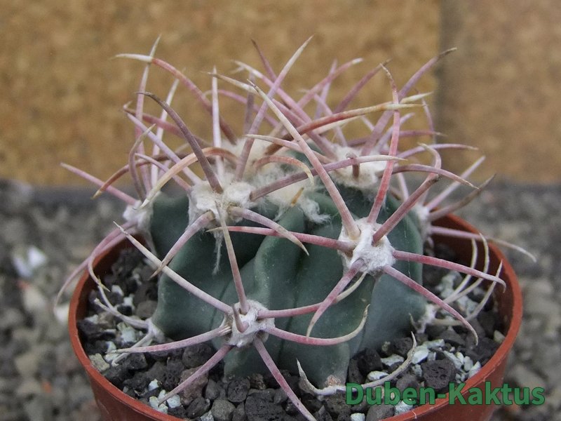 Echinocactus parryi Ciudad Juarez, pot 6,5 cm - 12409682