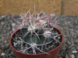 Echinocactus parryi Ciudad Juarez, pot 6,5 cm - 12409678