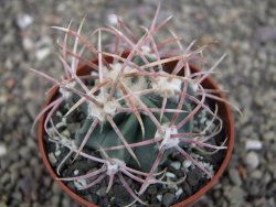 Echinocactus parryi Ciudad Juarez, pot 6,5 cm - 12409680