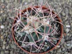 Echinocactus parryi Ciudad Juarez, pot 6,5 cm - 12409681