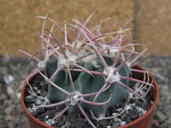 Echinocactus parryi Ciudad Juarez, pot 6,5 cm