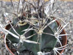 Astrophytum " Buffalo " pot 8 cm - 12409685