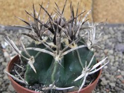 Astrophytum " Buffalo " pot 8 cm - 12409687