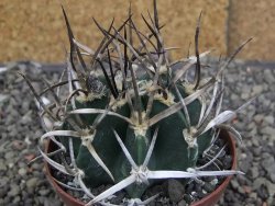 Astrophytum " Buffalo " pot 8 cm - 12409688