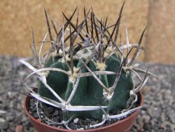 Astrophytum " Buffalo " pot 8 cm - 12409694