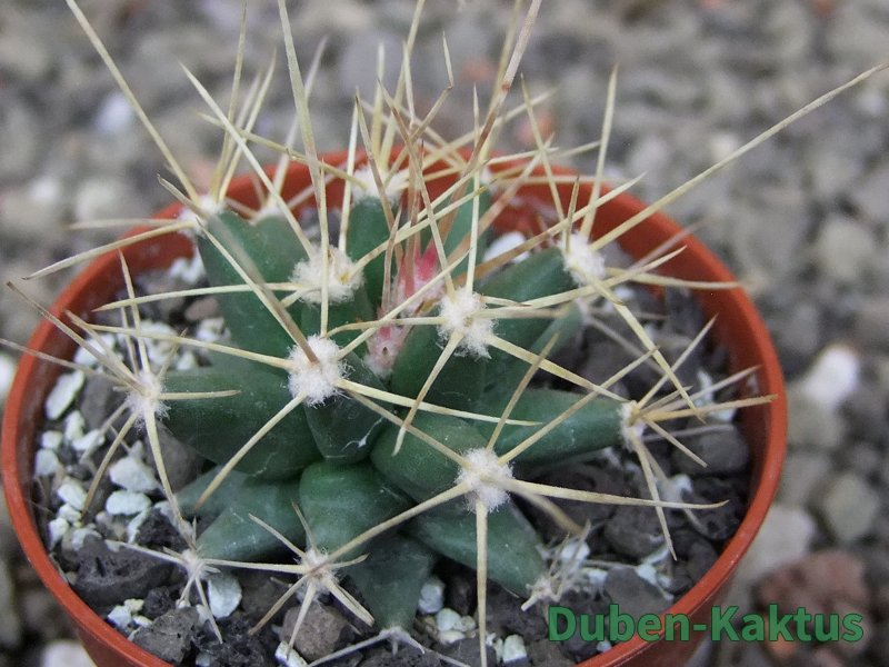 Ferobergia semenáč, pot 5,5 cm - 12409697