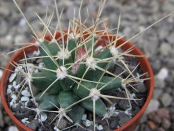 Ferobergia semenáč, pot 5,5 cm