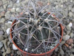 Gymnocalycium spegazzinii VS 120 Capillitas, květináč 5,5 cm - 12409706