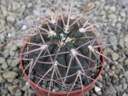 Gymnocalycium spegazzinii VS 120 Capillitas, květináč 5,5 cm - 12409713