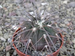 Gymnocalycium spegazzinii VS 120 Capillitas, květináč 5,5 cm