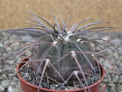 Gymnocalycium spegazzinii VS 120 Capillitas, květináč 5,5 cm - 12411376